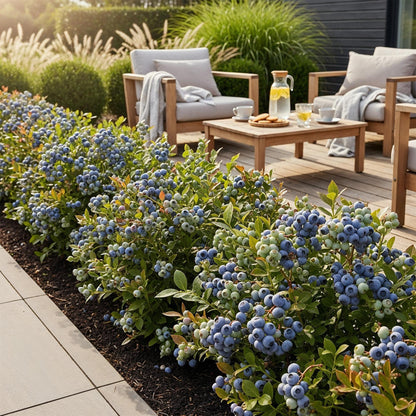 Blaubeere Vaccinium corymbosum Bluecrop winterhart 3 Pflanzen Ø9cm Höhe 30cm – Ertragreiche Heidelbeere für Garten Balkon & Terrasse 