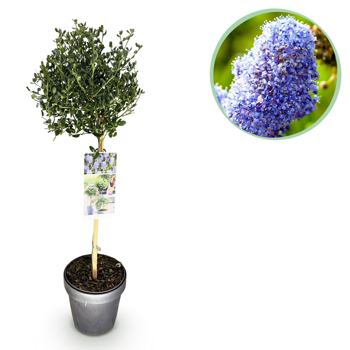 Säckelblume Ceanothus impressus Victoria Ø19cm Höhe90cm – Immergrüne Terrassenpflanze mit lila Blüten – Winterharter Zierstrauch für Balkon & Garten 