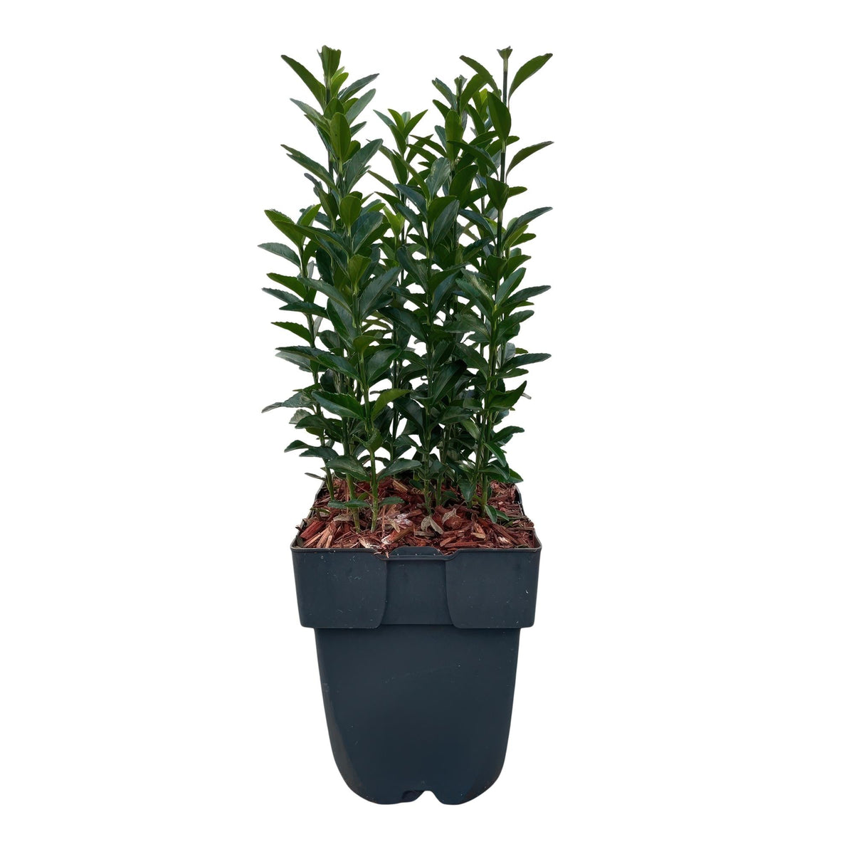 Japanischer Spindelstrauch Euonymus japonicus Green Spire – Heckenpflanze – Blatt Grün – 6 Pflanzen – 1  Meter – Immergrün – 17 cm Höhe 40 cm – Pflegeleicht & Sonnentolerant 