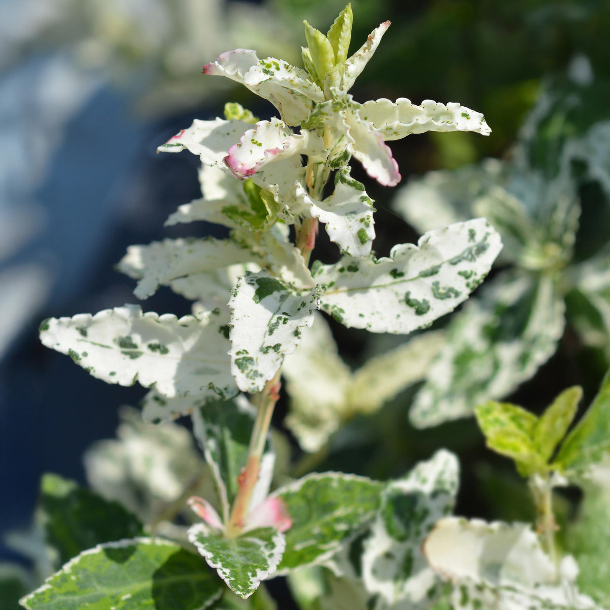 Euonymus fortunei ‘Harlequin’ – Immergrüne Stamm-Pflanze – Terrassen- & Gartenpflanze – pflegeleicht & kompakt – Topf Ø19cm – Höhe ca. 90cm 