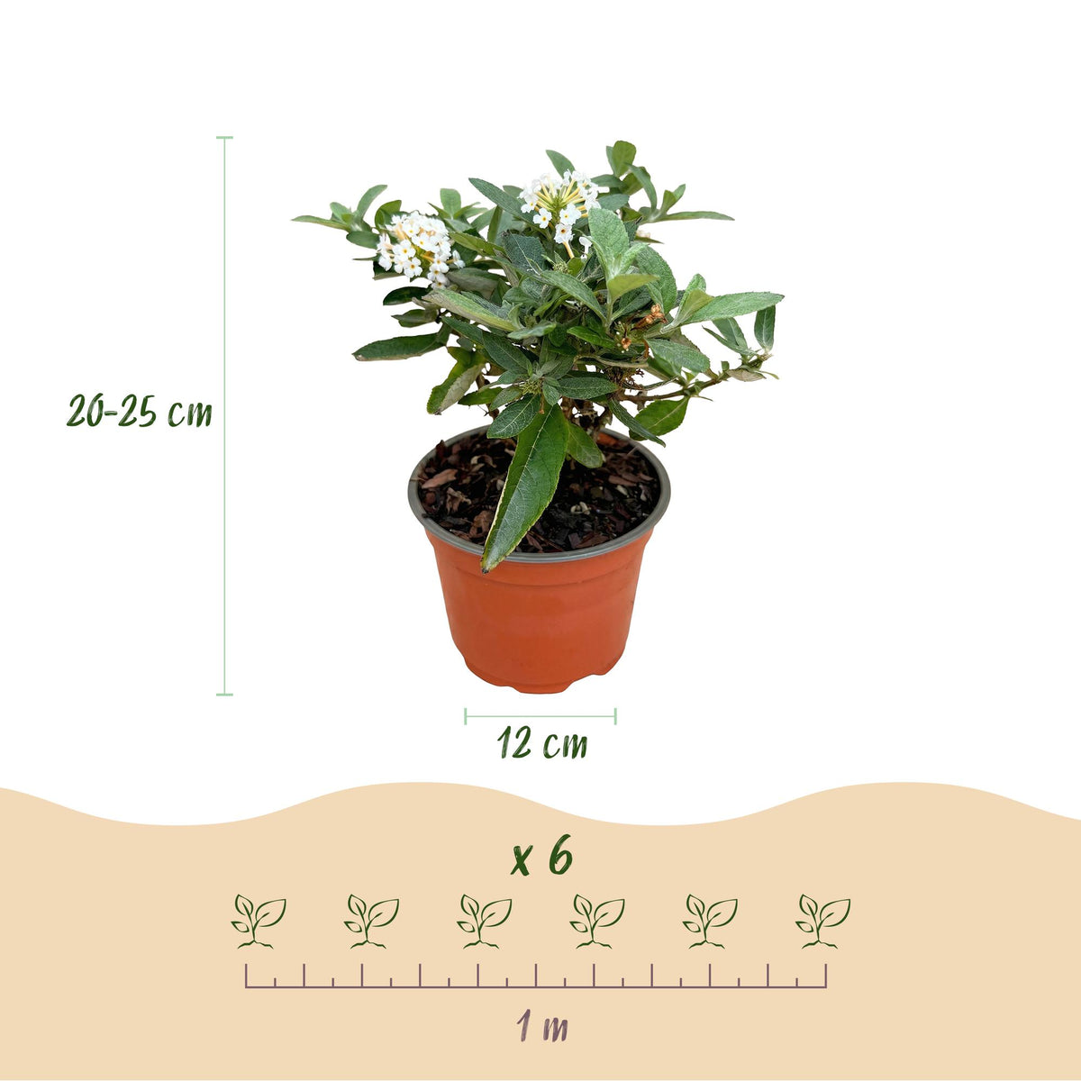 Green boutiQ - Gartenpflanze - Buddleja davidii Butterfly Candy Little White - Schmetterlingsstrauch - Kompakt - Weiß - 1 Pflanze - Topf 12cm - Höhe 20-25cm 
