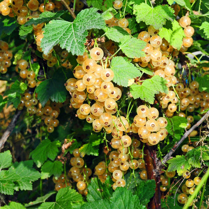 Green boutiQ - Fruit Plant - Ribes rubrum Witte Parel - Berry Plant - Hardy - White Currant - 2 Plants - Pot 15cm - Height 50cm 
