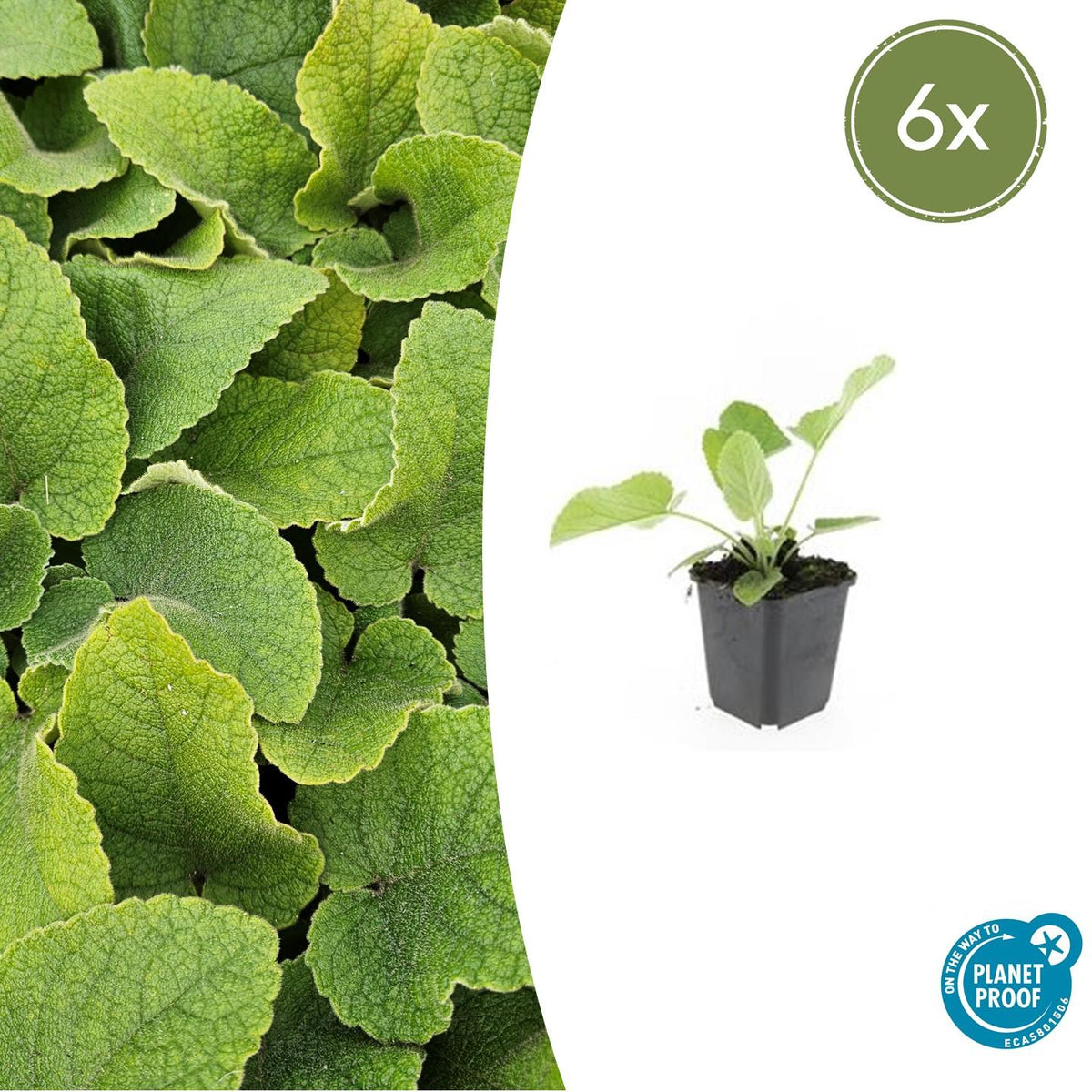 Russel-Brandkraut Phlomis russeliana – ↕10-25cm – Ø9cm – 6 Pflanzen – Winterhart & Bienenfreundlich – Sommerblüher für Beete & Garten 