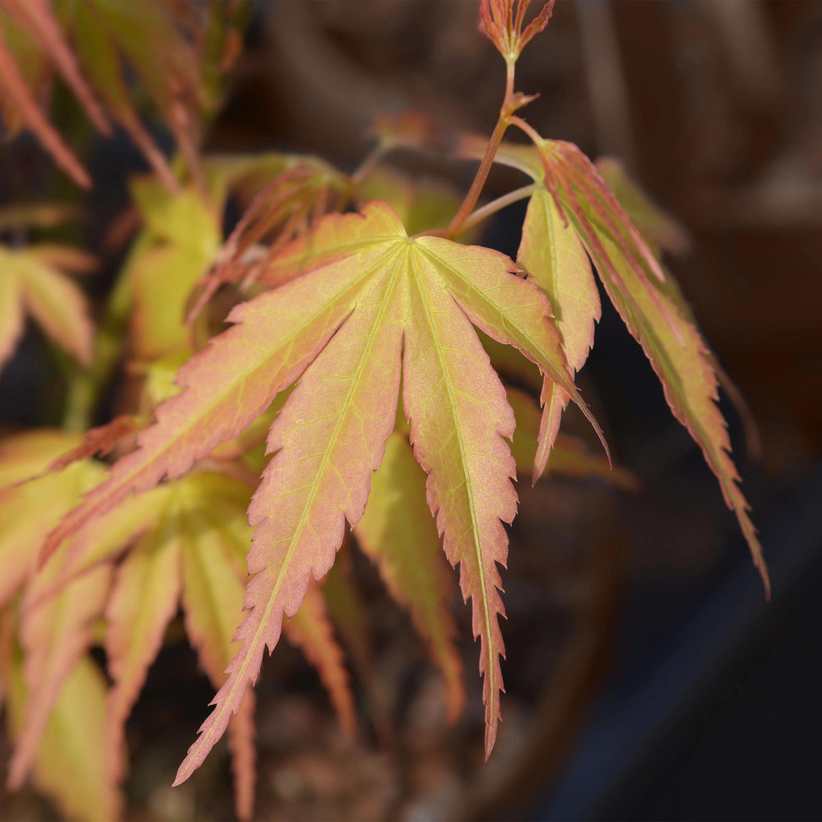 Japanischer Ahorn Acer palmatum 'Katsura' – Orange – Balkon- & Gartenpflanze – Ø19 cm – Ca. 70 cm hoch – Kompakter Zierahorn mit beeindruckendem Farbwechsel 
