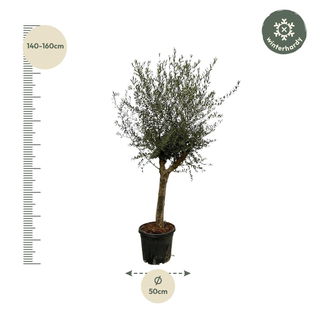 Olivenbaum Olea Lorc – ca. 200cm hoch – Ø45cm – Mediterrane Zimmer- & Gartenpflanze – Immergrün & pflegeleicht – Für sonnige Standorte 