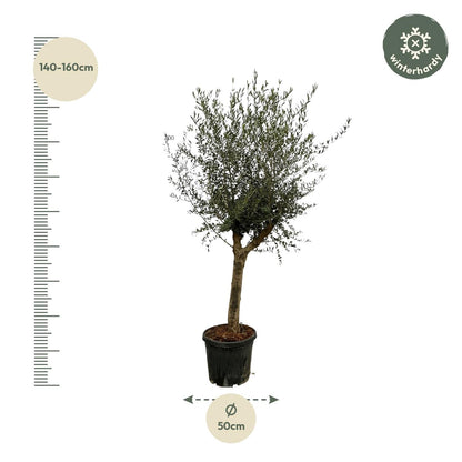 Olivenbaum Olea Lorc – ca. 200cm hoch – Ø45cm – Mediterrane Zimmer- & Gartenpflanze – Immergrün & pflegeleicht – Für sonnige Standorte 