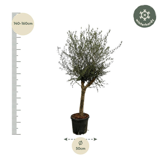 Olivenbaum Olea Lorc – ca. 200cm hoch – Ø45cm – Mediterrane Zimmer- & Gartenpflanze – Immergrün & pflegeleicht – Für sonnige Standorte 