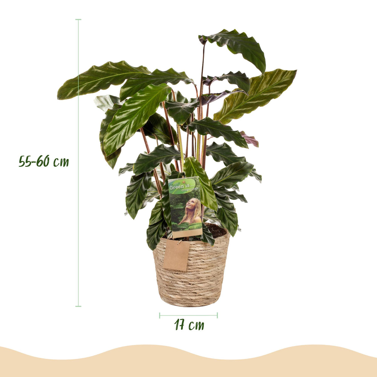 Samt-Korbmarante Calathea rufibarba im Naturkorb, Topf Ø17cm – Ansicht 3