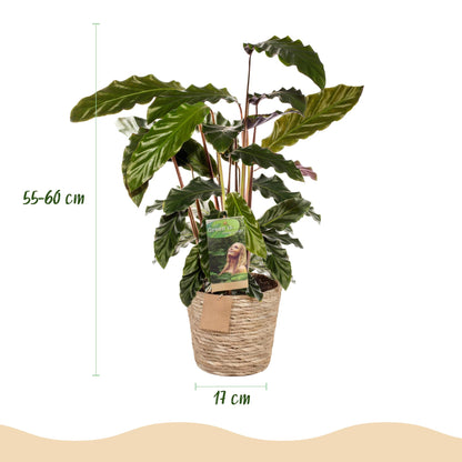 Samt-Korbmarante Calathea rufibarba im Naturkorb, Topf Ø17cm – Ansicht 3