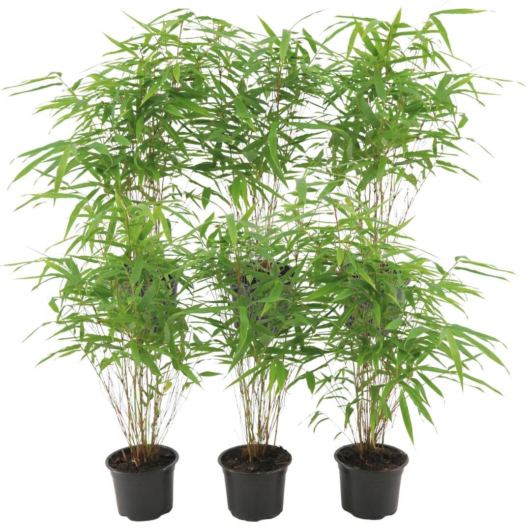 Fargesia Rufa – Nicht-Ausbreitender Bambus – Ø7cm – ↕15cm – 6 Pflanzen – Winterhart & Pflegeleicht – Für Hecken, Garten & Terrasse 