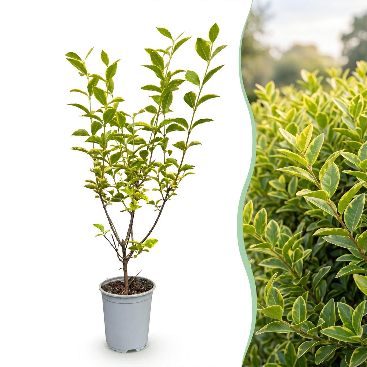 Buntblättriger Liguster – Ligustrum ovalifolium 'Aureum' – 16 Heckenpflanzen – Topf Ø9cm – Höhe 35-45cm – Ansicht 3