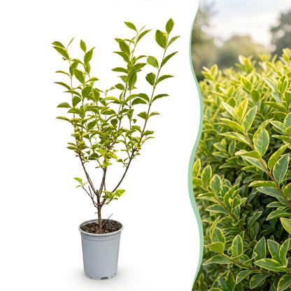 Buntblättriger Liguster – Ligustrum ovalifolium 'Aureum' – 16 Heckenpflanzen – Topf Ø9cm – Höhe 35-45cm – Ansicht 3