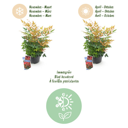 GreenboutiQ - Gartenpflanze - Nandina Gulfstream - Orange - 1 Pflanze - Immergrün - Pflegeleicht - Topf 17cm Höhe 45cm 