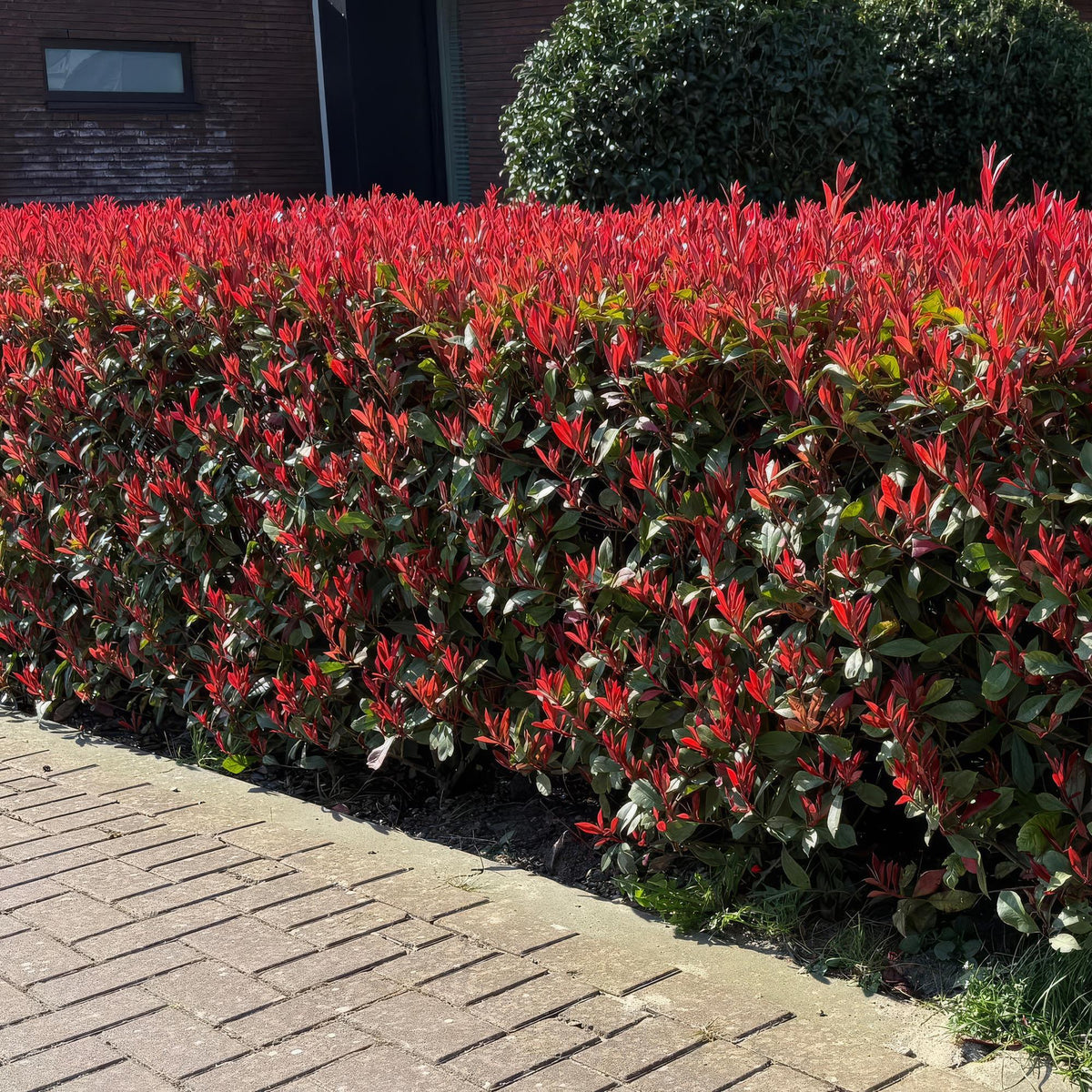 Green boutiQ - Haagplanten - Photinia fraseri Carre Rouge - groen rood  - 6 planten - 1 strekkende meter - groenblijvend - pot 17cm hoogte 55cm 