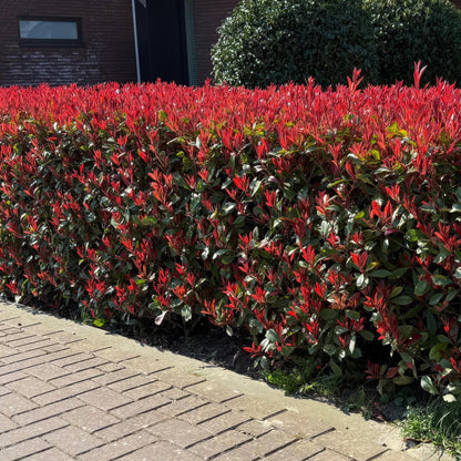 Green boutiQ - Haagplanten - Photinia fraseri Carre Rouge - groen rood  - 6 planten - 1 strekkende meter - groenblijvend - pot 17cm hoogte 55cm 