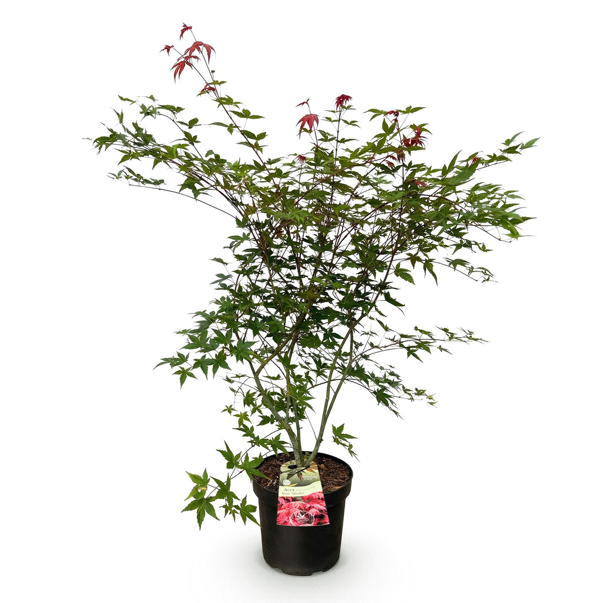 Green boutiQ - Gartenpflanze - Acer palmatum Beni Maiko - Japanischer Ahorn - Laubabwerfend - Rot - 1 - Topf 26cm - Höhe 90cm 