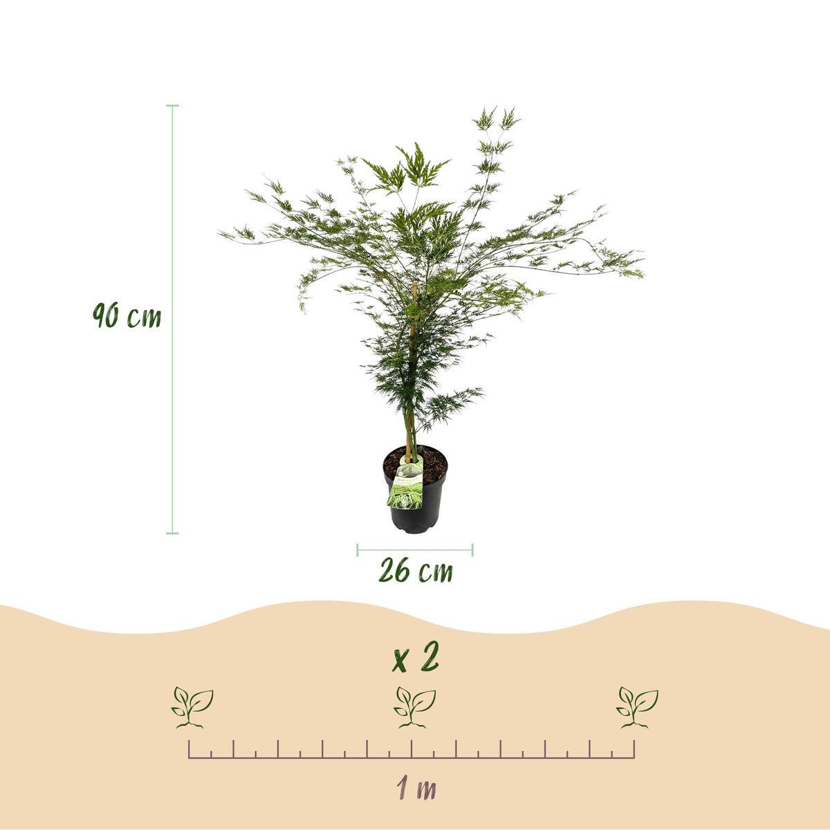 Green boutiQ - Gartenpflanze - Acer palmatum Emerald Lace - Japanischer Ahorn - Laubabwerfend - Grün - 1 - Topf 26cm - Höhe 90cm 