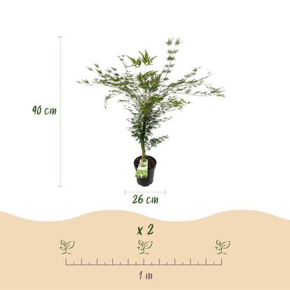 Green boutiQ - Gartenpflanze - Acer palmatum Emerald Lace - Japanischer Ahorn - Laubabwerfend - Grün - 1 - Topf 26cm - Höhe 90cm 