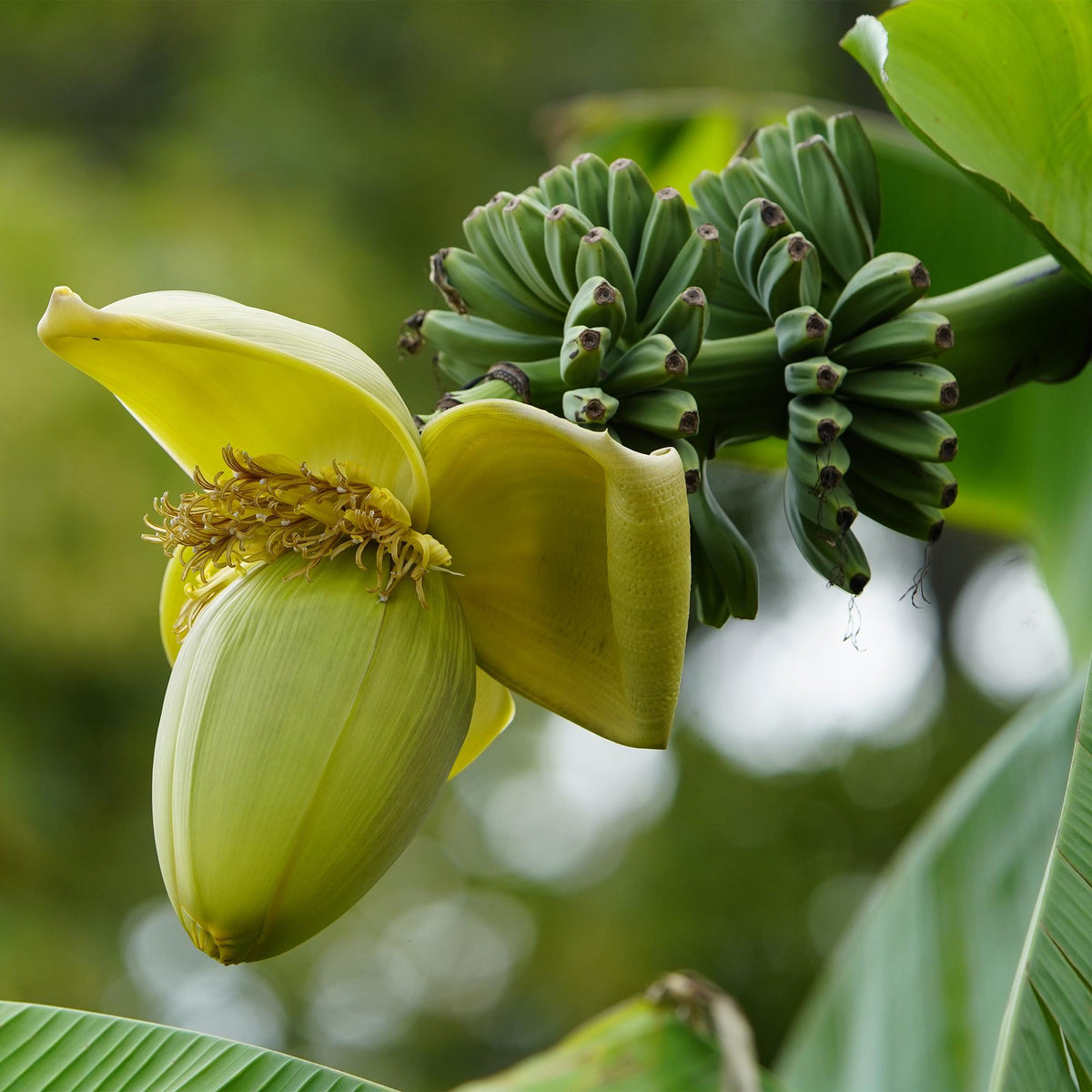 Bananenpflanze Musa Basjoo – 2 Pflanzen – Winterhart – Obstpflanze – Ø17 cm – Höhe ca. 40 cm – Exotische Gartenbanane für Beet, Balkon & Terrasse 