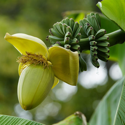 Bananenpflanze Musa Basjoo – 2 Pflanzen – Winterhart – Obstpflanze – Ø17 cm – Höhe ca. 40 cm – Exotische Gartenbanane für Beet, Balkon & Terrasse 