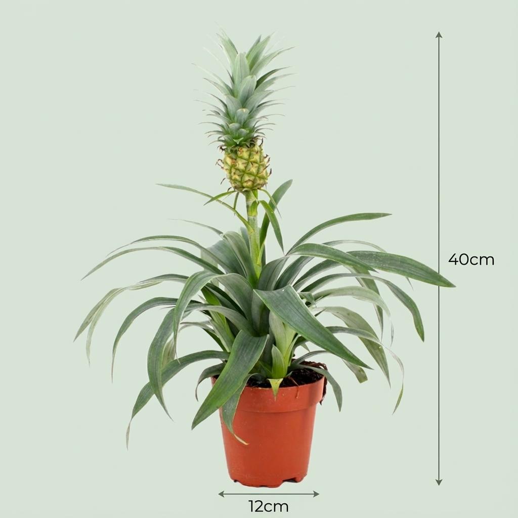 Ananaspflanze Mi Amigo – Ø12cm – Höhe 35–40cm – Tropische Zimmerpflanze mit dekorativer Mini-Ananas – Exotische Pflanze für Wohnraum & Büro 