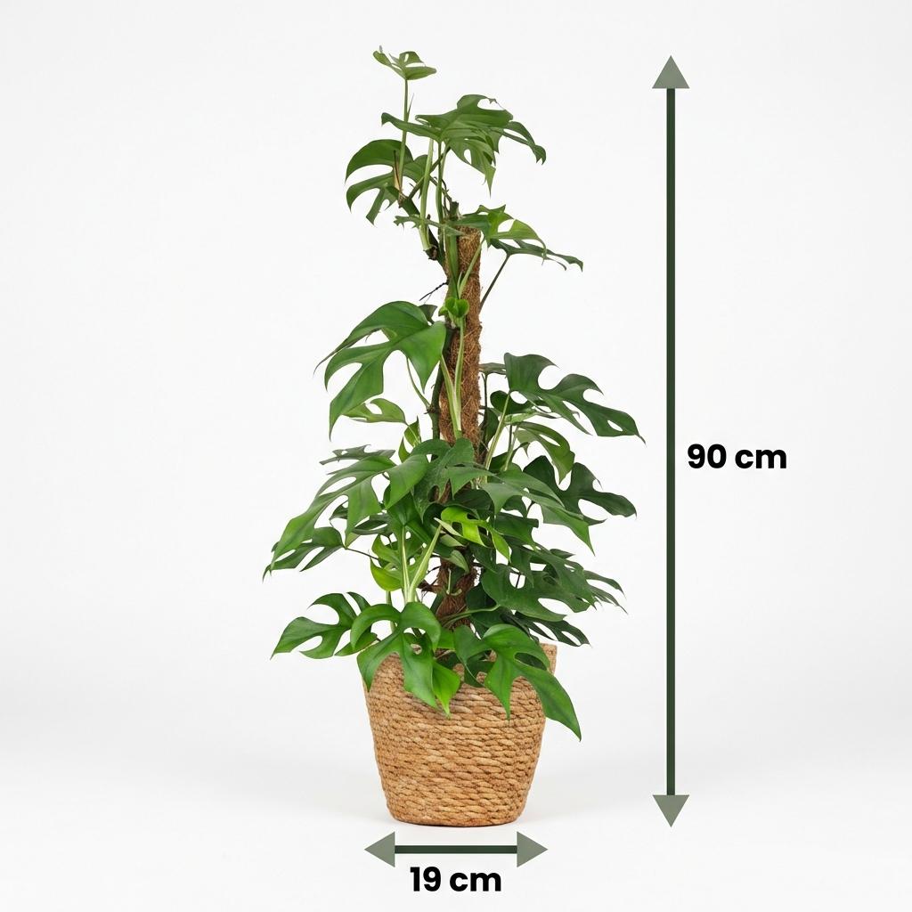 Monstera Minima am Moosstab 90cm – Mini Fensterblatt Zimmerpflanze im Korb Ø19cm – Rhaphidophora tetrasperma mit geschlitzten Blättern – pflegeleicht für Wohnung & Büro 