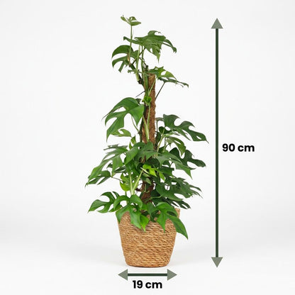 Monstera Minima am Moosstab 90cm – Mini Fensterblatt Zimmerpflanze im Korb Ø19cm – Rhaphidophora tetrasperma mit geschlitzten Blättern – pflegeleicht für Wohnung & Büro 