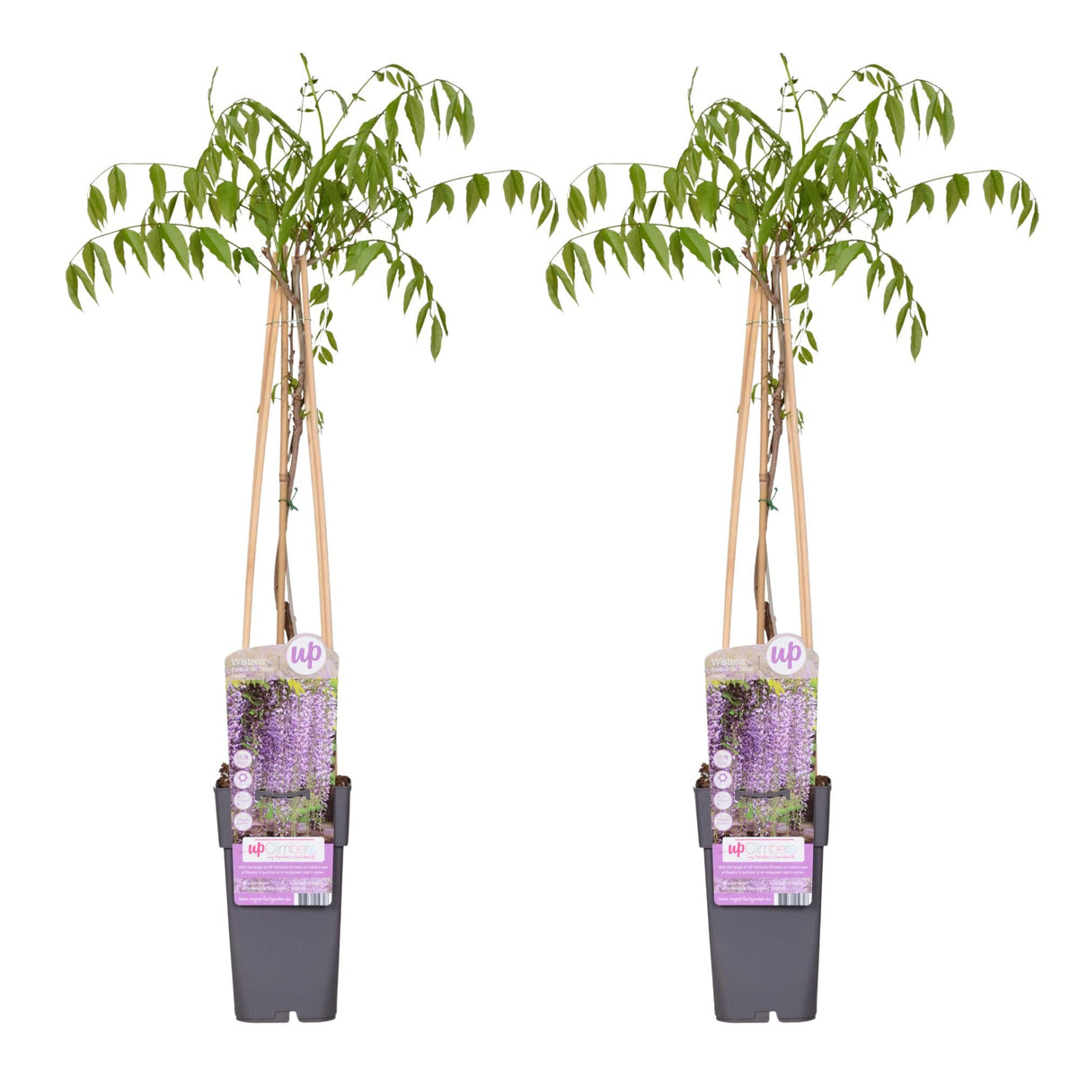 Blauregen Wisteria floribunda 'Naga Noda' – Kletterpflanze – Ø15cm – ↨65cm – 2 Pflanzen– Schnell wachsend – Duftende blaue Blütenrispen 