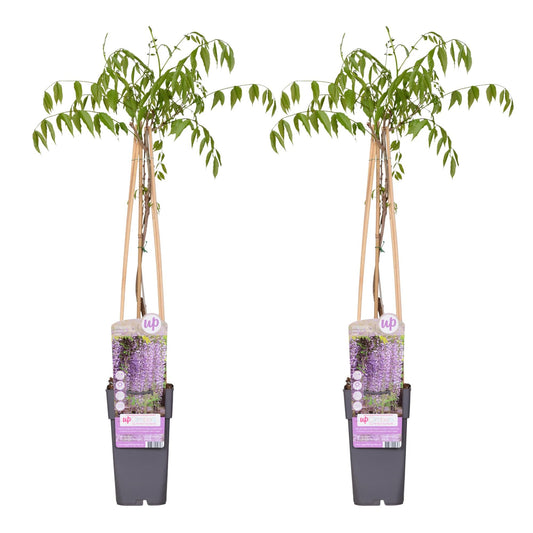 Blauregen Wisteria floribunda 'Naga Noda' – Kletterpflanze – Ø15cm – ↨65cm – 2 Pflanzen– Schnell wachsend – Duftende blaue Blütenrispen 