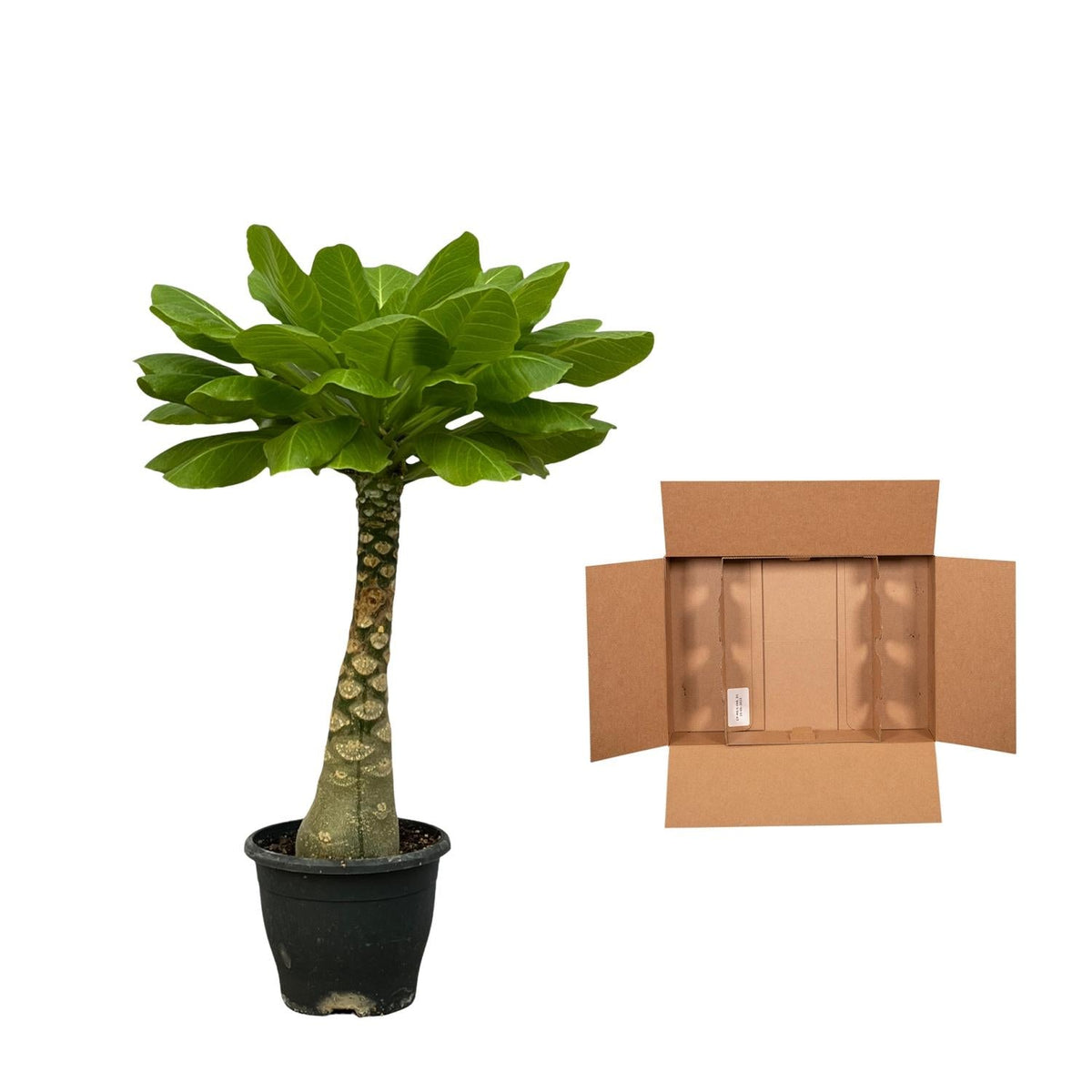 Vulkanpalme Brighamia insignis – Zimmerpflanze 25cm hoch – Ø12cm – Tropische Rarität mit glänzenden Blättern – Pflegeleicht & dekorativ – Auch bekannt als Hawaiianische Palme 