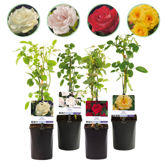 Kletterrose – Rosa Rainbow – Blumen Rosa-Weiß-Gelb-Rot – 4 Pflanzen – Wenig Pflege – 11cm – Höhe ca. 40cm 