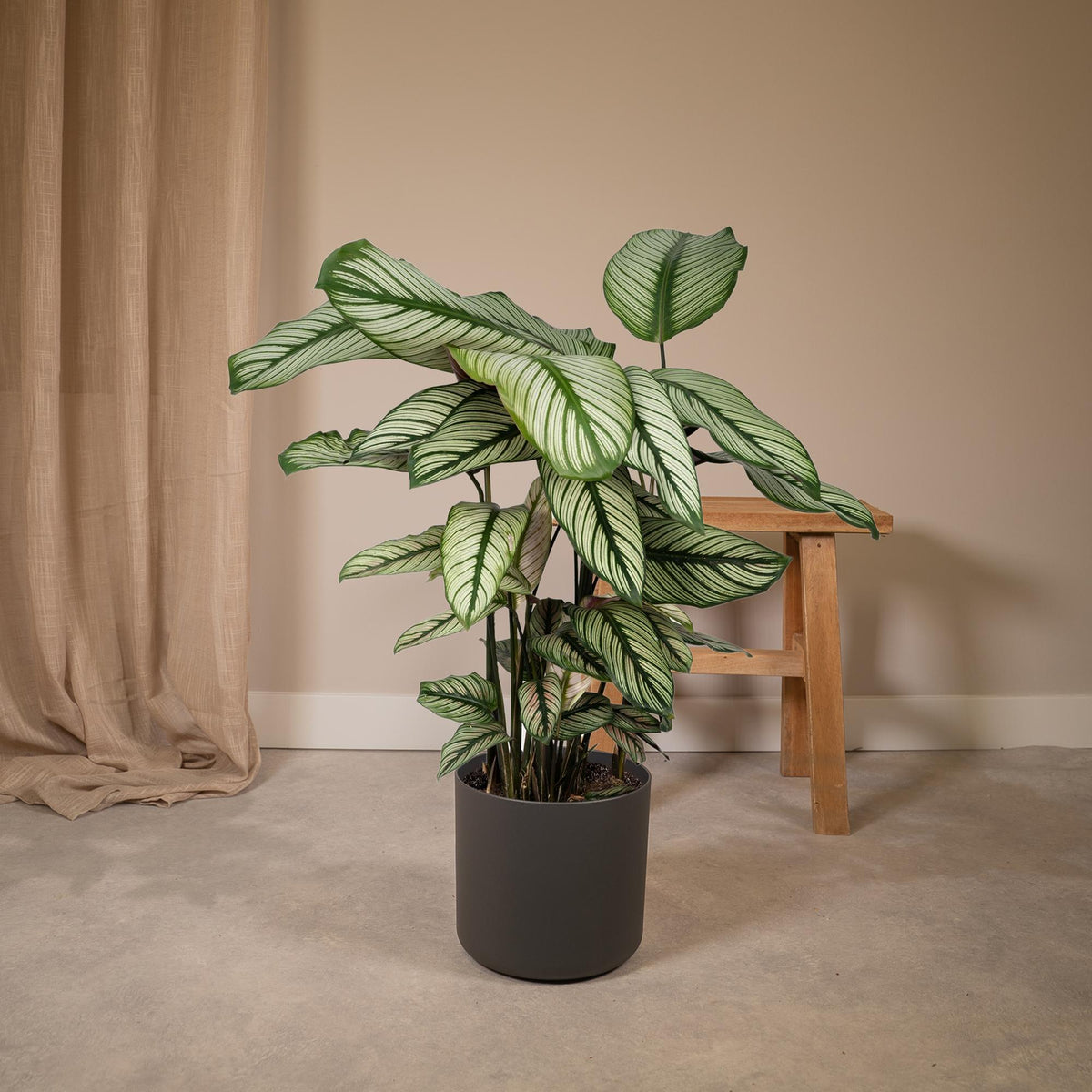 Calathea Whitestar – Ø19cm x H50cm – Tropische Zimmerpflanze mit lebendigem Blattspiel – Luftreinigend & pflegeleicht – Im Pflanztopf – Ideal für halbschattige Standorte 