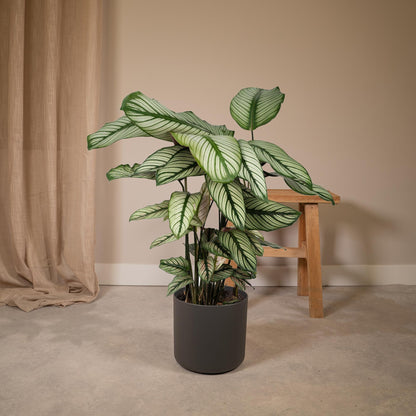 Calathea Whitestar – Ø19cm x H50cm – Tropische Zimmerpflanze mit lebendigem Blattspiel – Luftreinigend & pflegeleicht – Im Pflanztopf – Ideal für halbschattige Standorte 