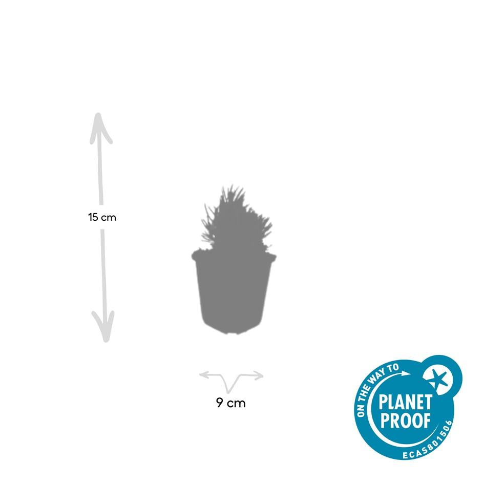 Lavendel Lavandula angustifolia 'Dwarf Blue' – ↕10-25cm – Ø9cm – 6 Pflanzen – Zwerglavendel, Duftend, Silbergrünes Laub, Bienenfreundlich, Winterhart 