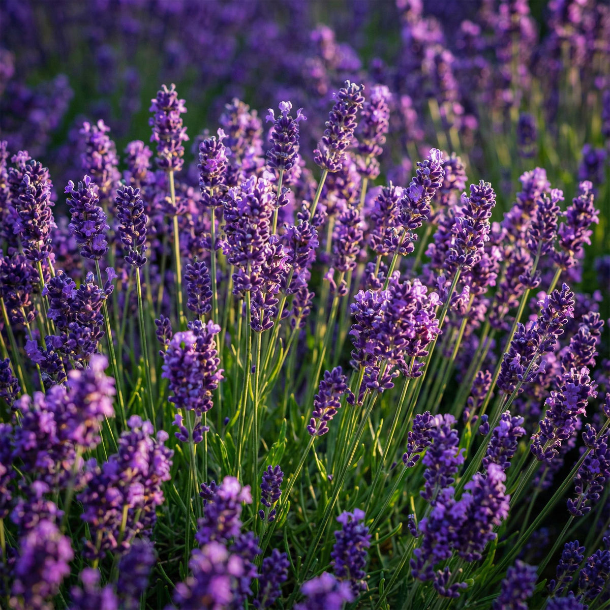 Green boutiQ - Gartenpflanze - Lavandula angustifolia Munstead - Lavendel - Winterhart - Violett - 1 Pflanze - Topf 12cm - Höhe 15-25cm 
