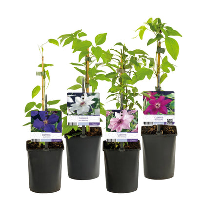 Kletterpflanze Clematis Rainbow – Mehrfarbige Blüten Rosa Weiß Lila Rot – Wenig Pflege – 4 Pflanzen – 11 cm Höhe 40 cm – Für Garten, Balkon & Pergolen 
