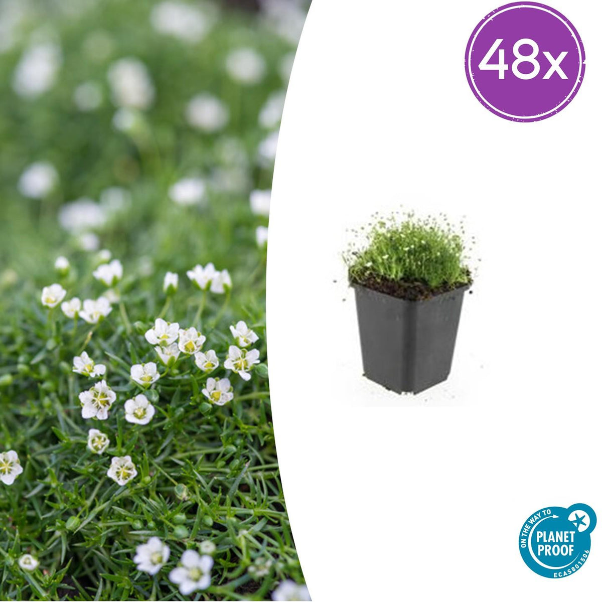 Sagina subulata Irisches Moos – Bodendecker Set Ø9cm – Immergrün & trittfest – Ansicht 22