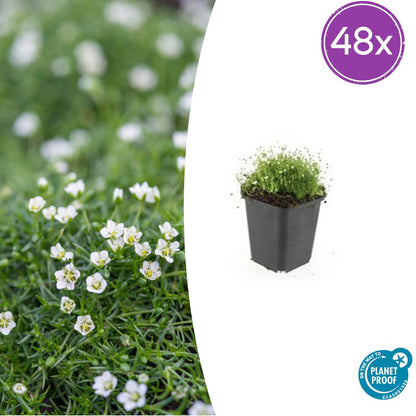 Sagina subulata Irisches Moos – Bodendecker Set Ø9cm – Immergrün & trittfest – Ansicht 22