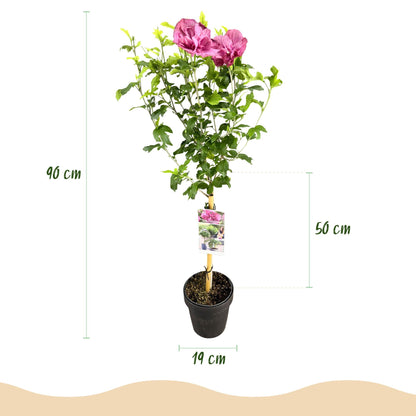 Hibiscus syriacus Magenta Chiffon – Blühende Stamm-Pflanze mit magentafarbenen Blüten – Laubabwerfend & pflegeleicht – Topf Ø19 cm – Höhe ca. 90 cm – Für Terrasse & Balkon 