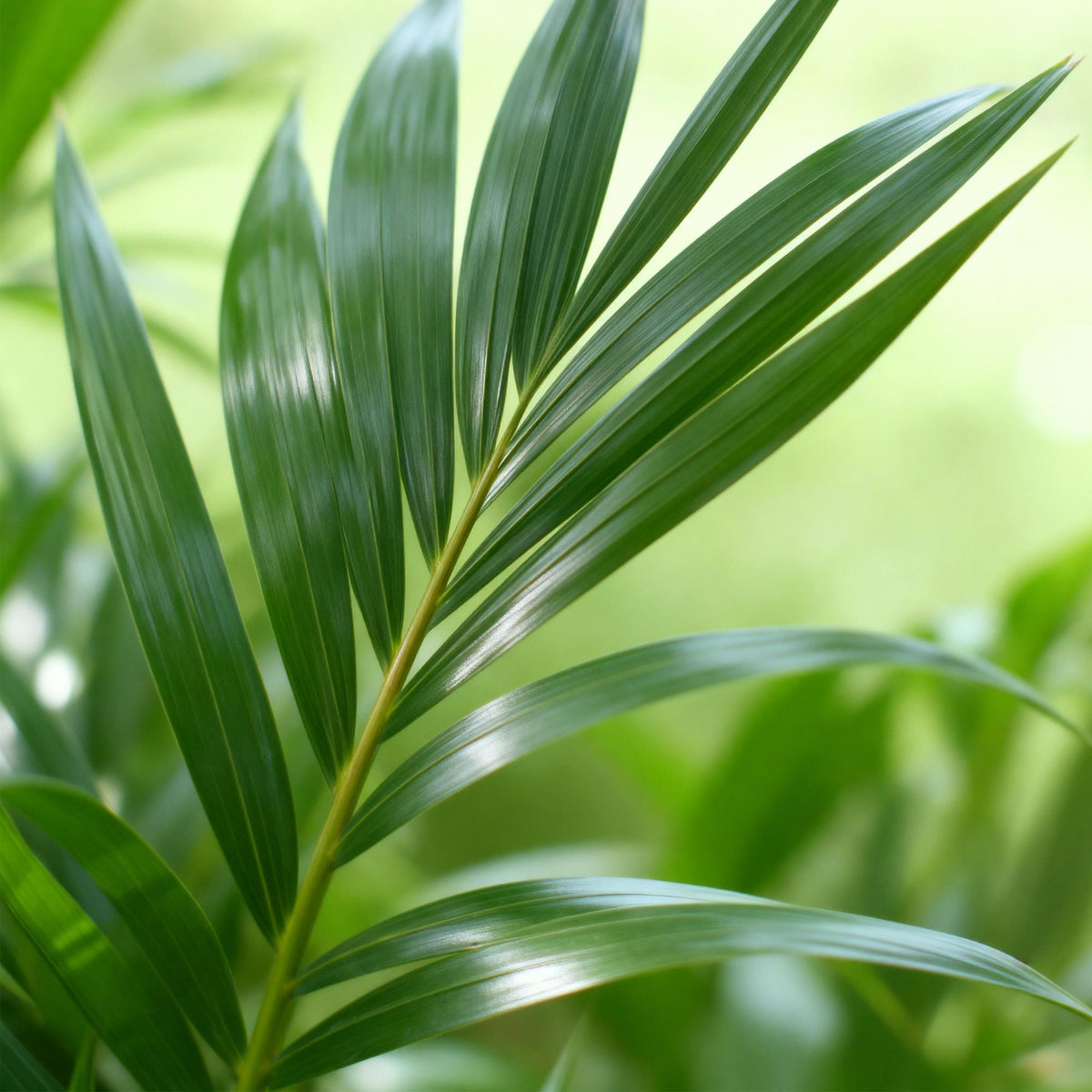 Howea Forsteriana – Kentia-Palme – 140–150cm – ø24cm – Pflegeleichte Zimmerpalme mit gefiederten Blättern – Tropische Grünpflanze für Innenräume – Robuste, luftreinigende Palmenart 
