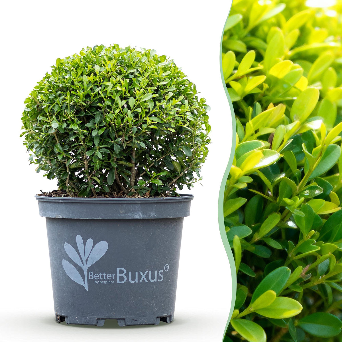 GreenboutiQ - Buxus Kugel - BetterBuxus Skylight - Widerstandsfähig gegen die Buxuskrankheit - 1 Pflanze - Topf 23cm Kugel 25cm 