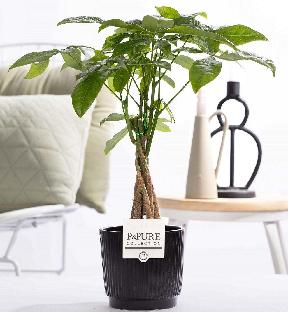Pachira Aquatica In P&PURE Ceramics Liv - Ø12cm - ↕45cm 