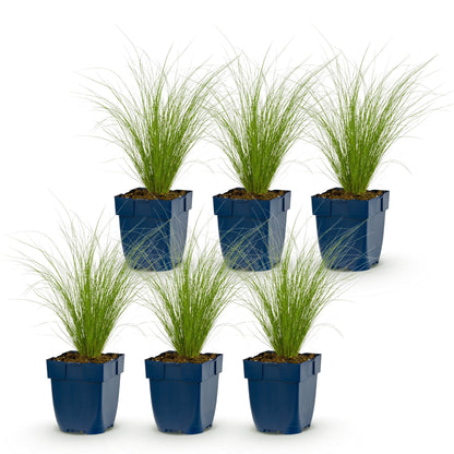 Federgras 'Ponytails' – Stipa tenuissima 'Ponytails' – 6 Pflanzen – Topf Ø11cm – Staude für Garten & Balkon – Ansicht 2