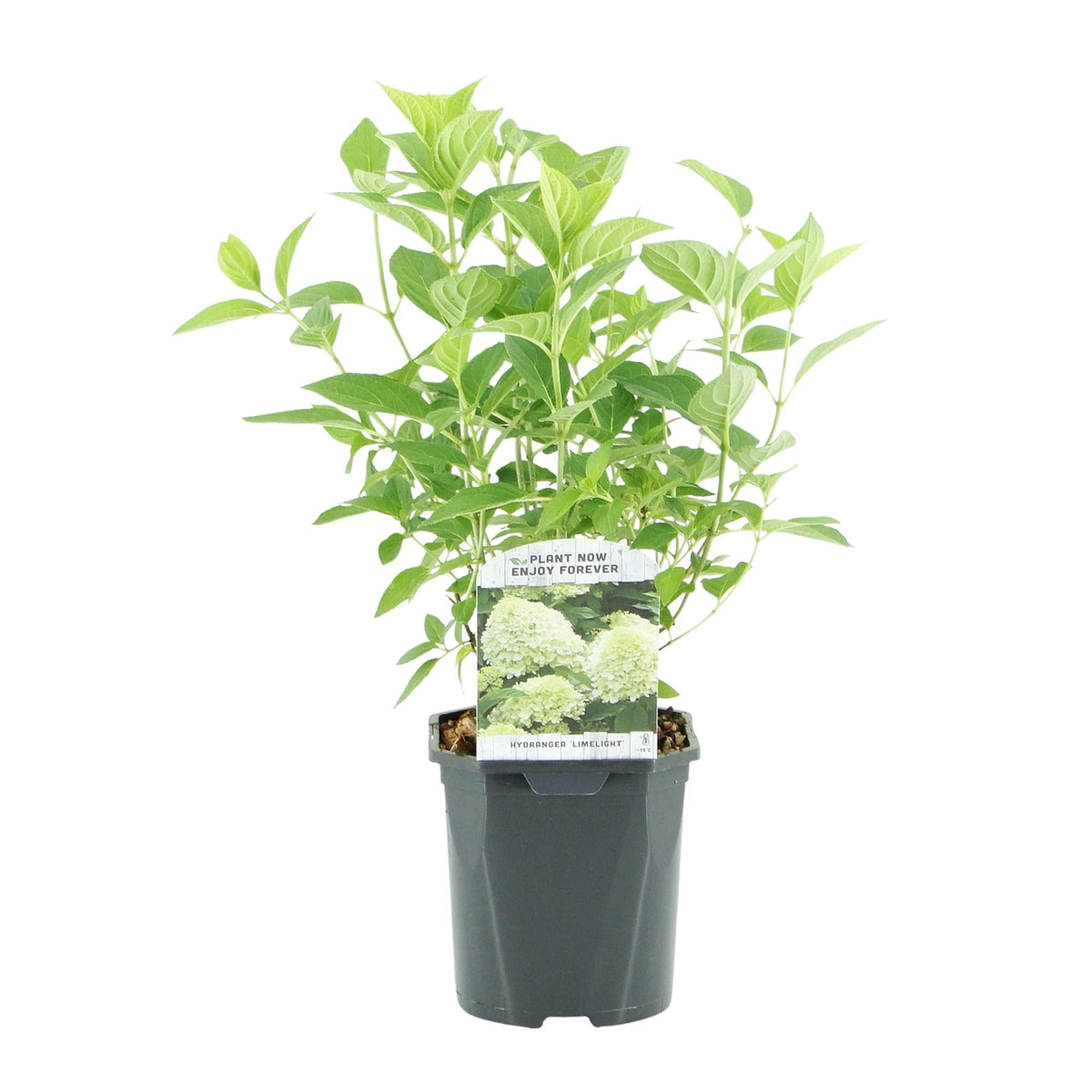 Rispenhortensie – Hydrangea panniculata Limelight – Blüte Limonengrün-Cremeweiß – Laubabwerfend – Große Blüten – 17cm – Höhe ca. 50cm 