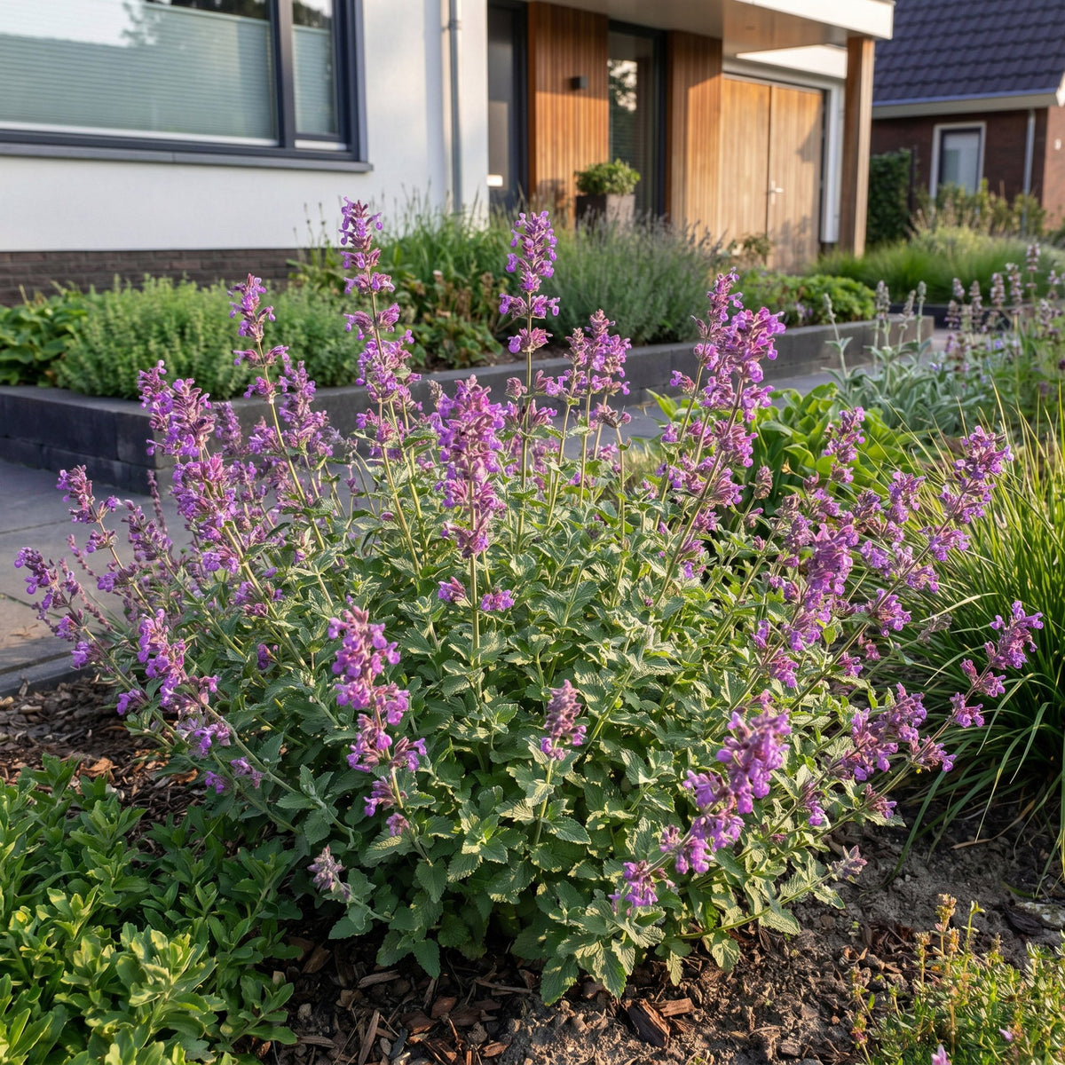 Katzenminze 'Grog' – Nepeta racemosa 'Grog' – Topf Ø11cm – Bienenfreundliche Staude für Garten & Balkon – Ansicht 6