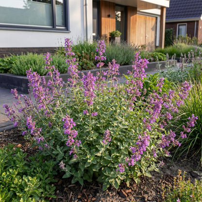 Katzenminze 'Grog' – Nepeta racemosa 'Grog' – Topf Ø11cm – Bienenfreundliche Staude für Garten & Balkon – Ansicht 6