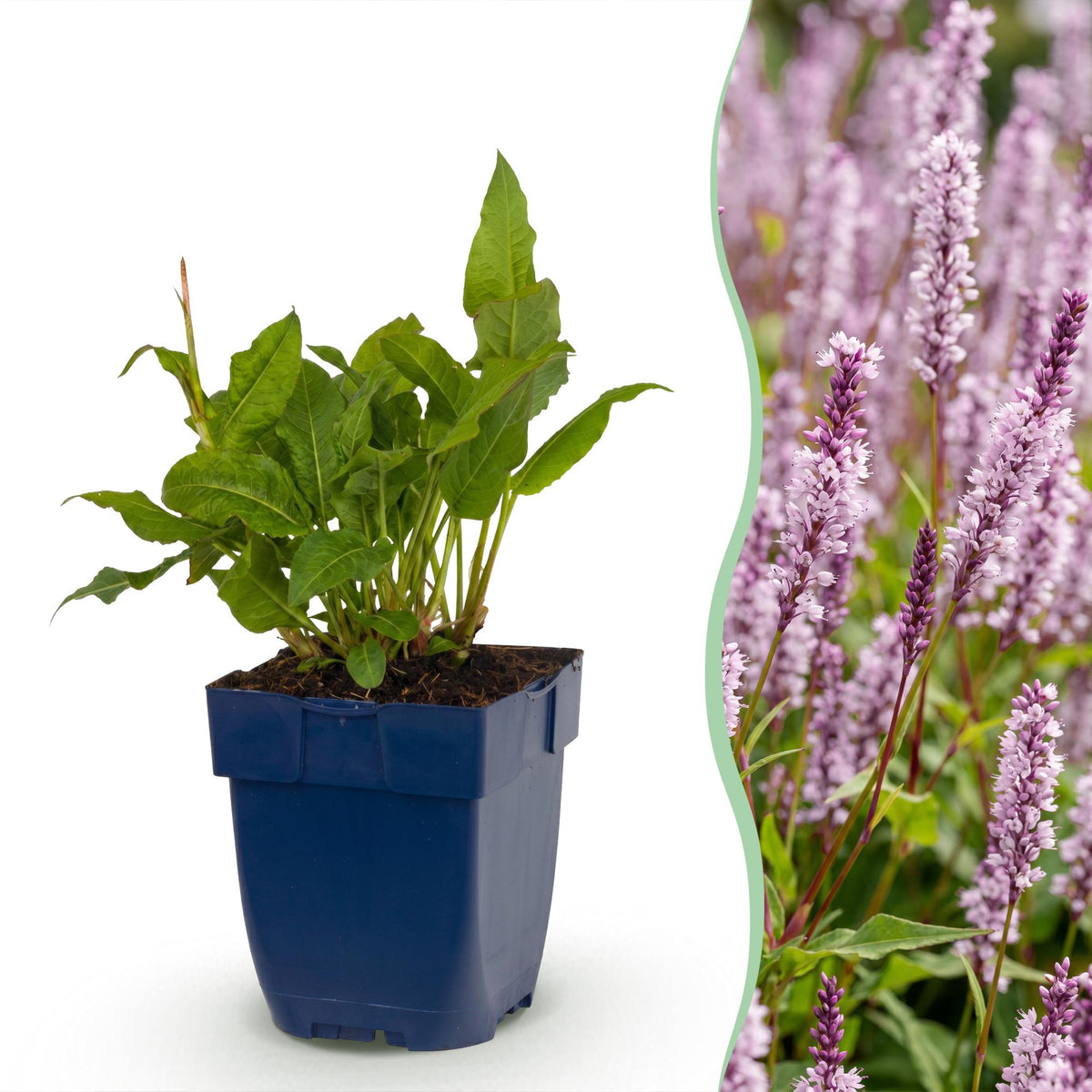 Knöterich 'Rosea' – Persicaria amplexicaulis 'Rosea' – Topf Ø11cm