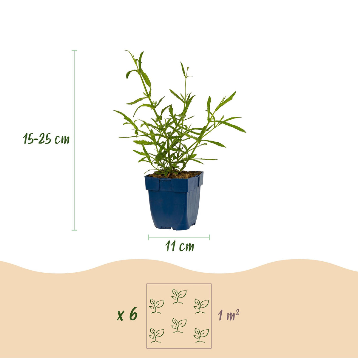 Eisenkraut – Verbena bonariensis 'Lollipop' – Topf Ø11cm – Bienenfreundliche Staude für Garten & Balkon – Ansicht 3