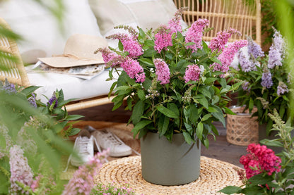 Green boutiQ - Gartenpflanze - Buddleja davidii Butterfly Candy Little Pink - Schmetterlingsstrauch - Kompakt - Rosa - 1 Pflanze - Topf 12cm - Höhe 20-25cm 