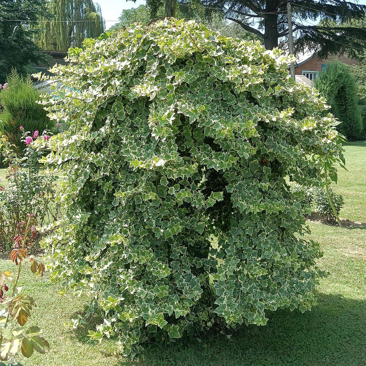 Kletterpflanze Hedera helix 'Glacier' – 2 Pflanzen – Immergrün – Blatt bunt – 11 cm – Höhe 40 cm – Efeu für Innen & Außen – Hängeampeln & Bodendecker 